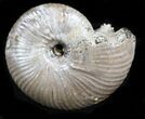 Iridescent Ammonite (Eboraciceras) Fossil - Russia #34617-1